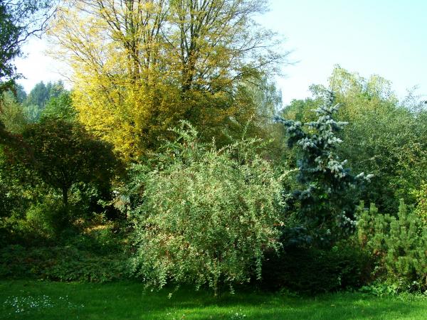 jardin